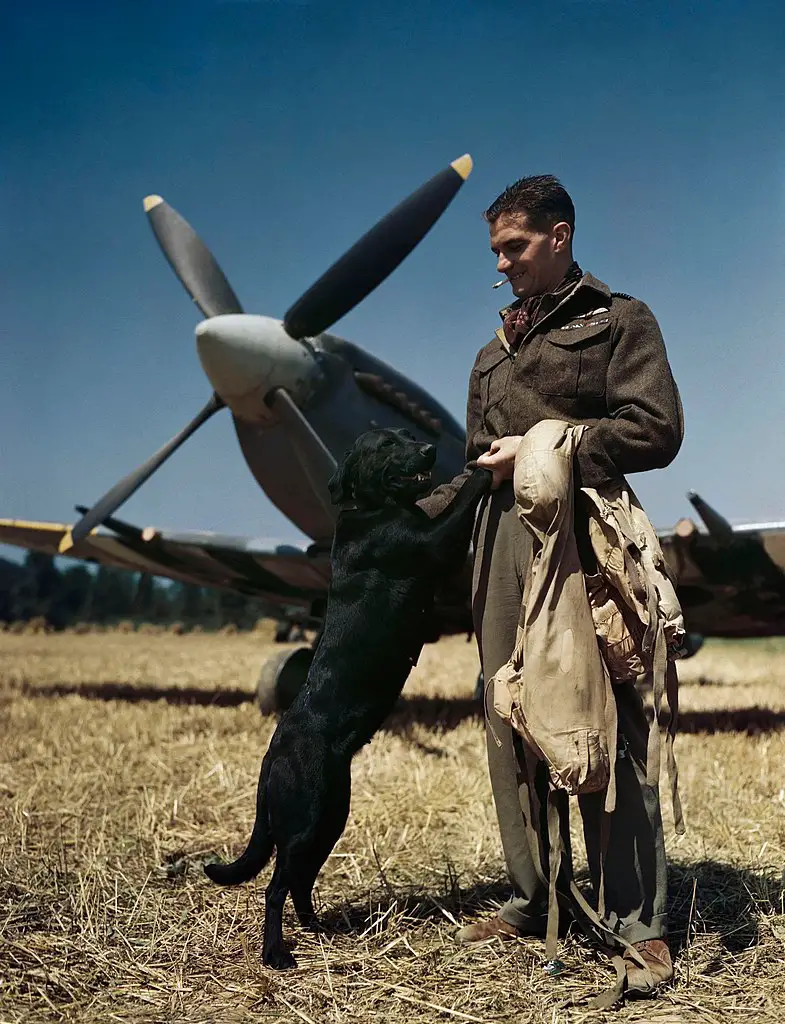 RAF's top scoring fighter pilot flying in north west Europe, Wing Commander Johnny Johnson, seen with his pet Labrador dog 'Sally' 1944