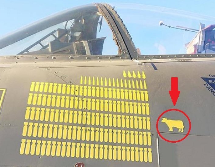 A-10 Warthog with cow
